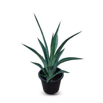 Agave